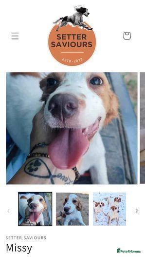 pet foufe|Dogs for adoption